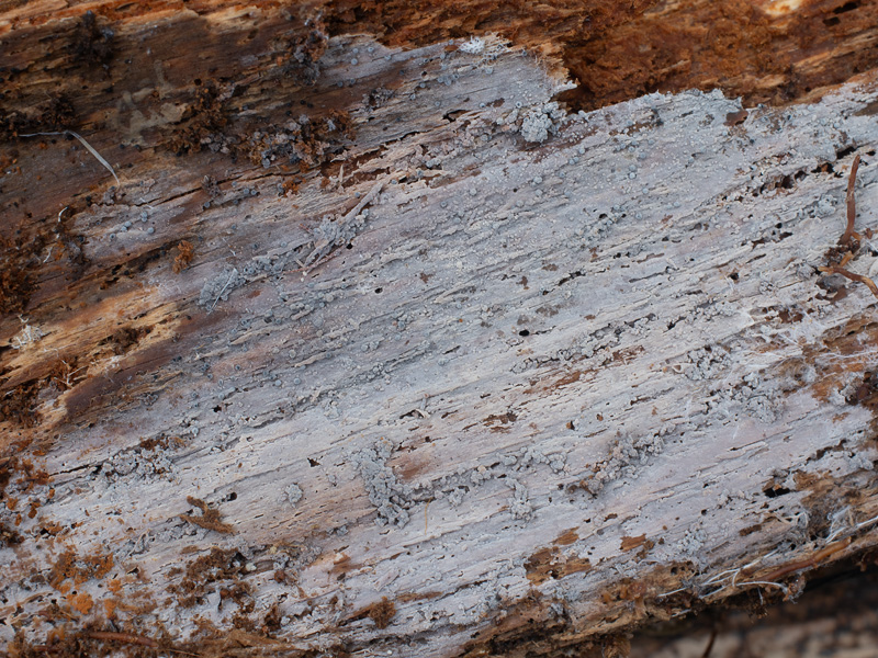 Phlebiella ardosiaca